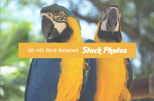 Product picture 20 HD Bird Related Stock Photos